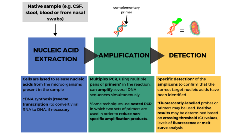 How syndromic testing works schematic: native sample is collected from the patient and goes through a process of nucleic acid extraction, amplification and detection, in a cartridge/pouch containing all the necessary reagents