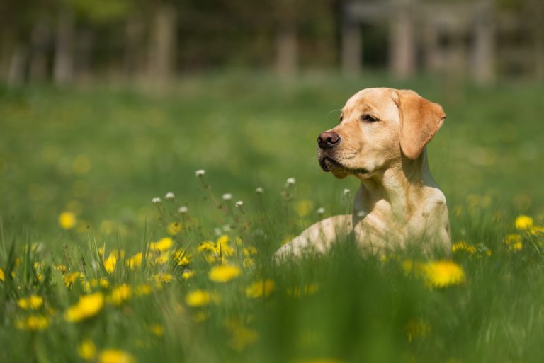 Image of a golden Labrador in a grassy field.