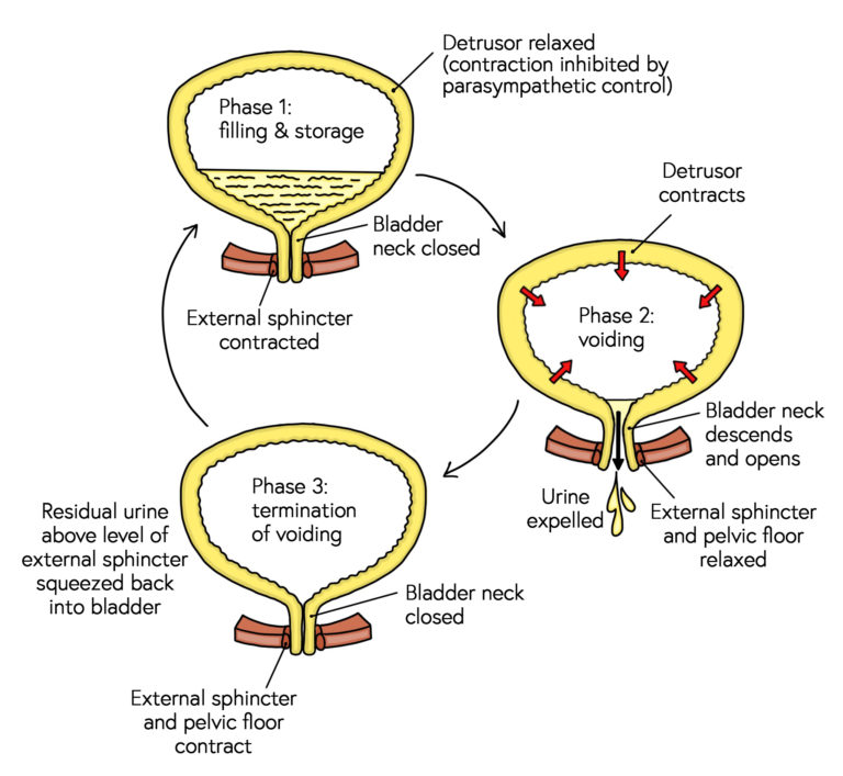 Urination Process