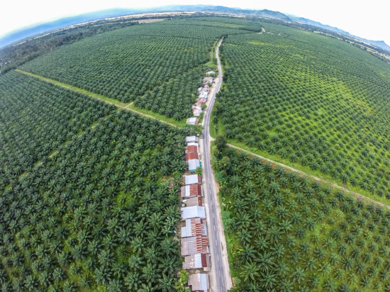 Image of a palm oil plantation in Indonesia, showing the monoculture of palm trees