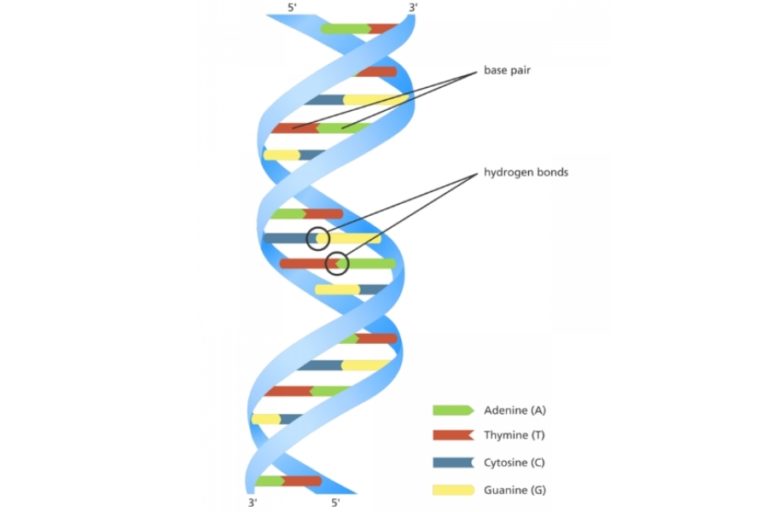 Colour diagram of the double helix