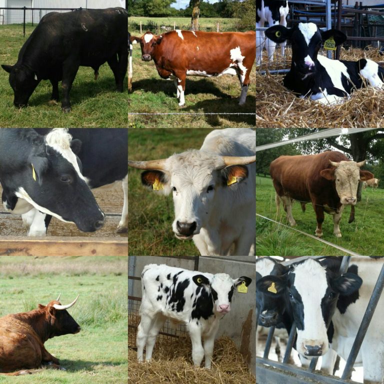 A collage of different breeds of cows