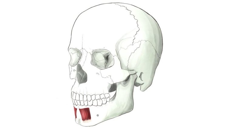 Depressor Labii Inferioris. A muscle which pulls down the bottom lip