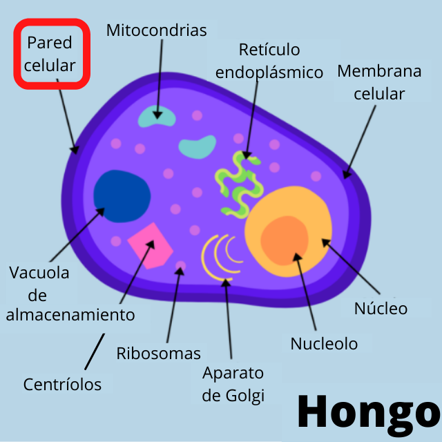 Diagrama de una célula eucariota en el que resalta la pared celular, estructura que rodea a la célula y le proporciona fuerza y protección.