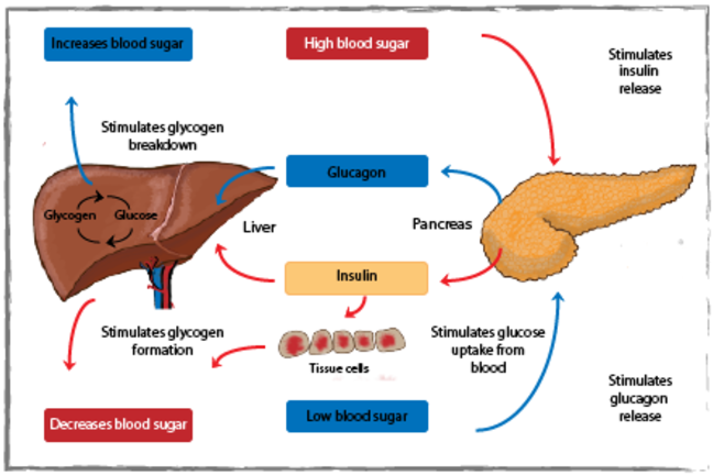 Blood sugar diagram showing the pancreas releasing insulin to act on the liver to stimulate glycogen formation when blood glucose levels are high and the release of glucagon from the pancreas in hypoglycaemia.