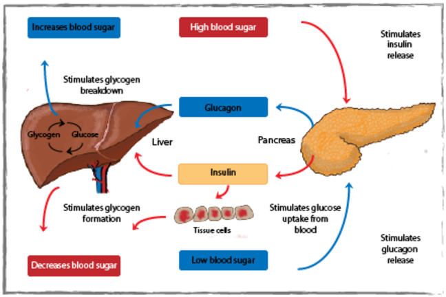 What Does Insulin Do