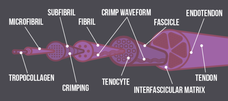 A graphical representation of a tendon which shows how the tendon is made up of different layers. These layers are called (starting with the smallest and working up to the largest) Tropocollagen, microfibril, fribil, crimping, fibre, crimp waveform, tenocyte, fascicle, interfascicular matrix and endotendon.
