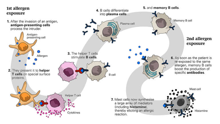 Illustration depicting how immunological memory is established. First, antigens are taken up by dendritic cells. The antigens presented by dendritic cells in the lymph node are then recognized by T cells, which upon their activation become so-called helper T cells. Meanwhile, B cells pick up the antigen and process it. Once processed, the antigen is presented on the surface of the B cell. The helper T cells bind to the antigen and then release cytokines that stimulate the B cells. Once stimulated, B cells undergo proliferation and differentiation in antibody-producing plasma cells and memory B cells. The memory B cells remain in the immune organs and elicit a new immune reaction at a subsequent allergen exposure.