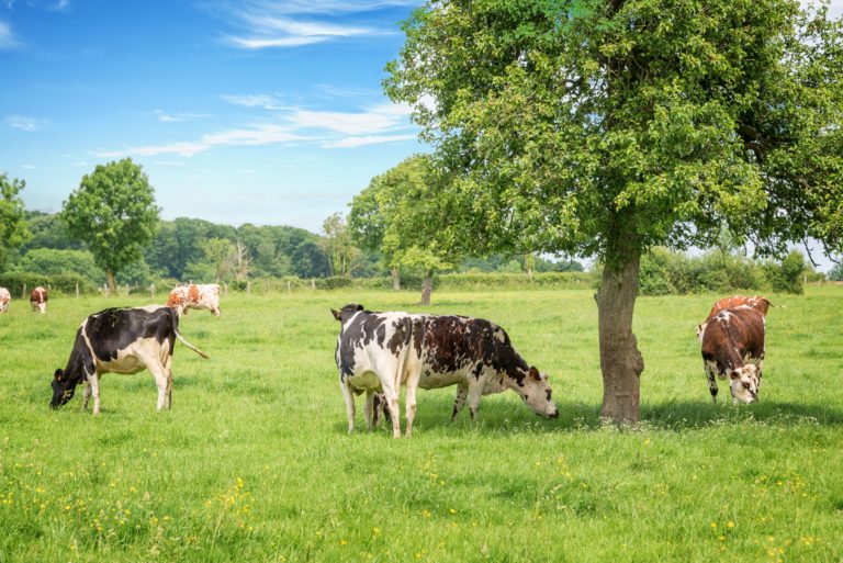 A photograph of cattle grazing on green pasture. There are broadleaf trees growing in the same fields as the cows are grazing