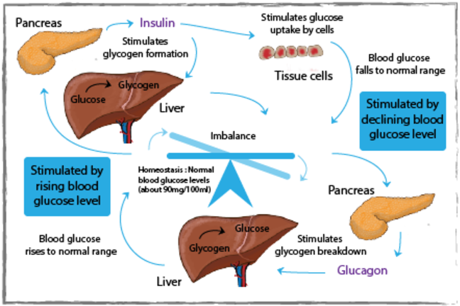 Balance between anabolic hormones and catabolic hormones