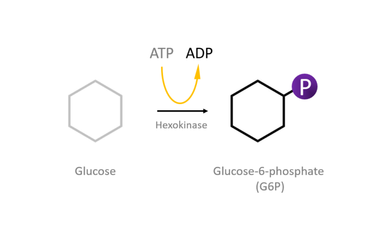 A cartoon showing a glucose molecules which is converted to glucose-6-phosphate through the action of the hexokinase enzyme which requires the hydrolysis of ATP