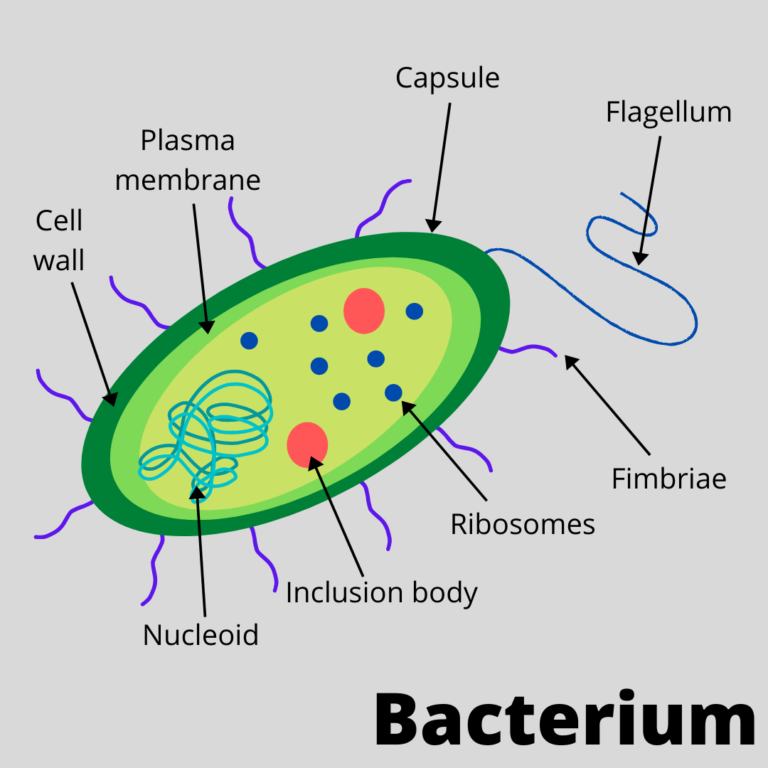 diagram of the bacteria structure, with labels showing the organelles.