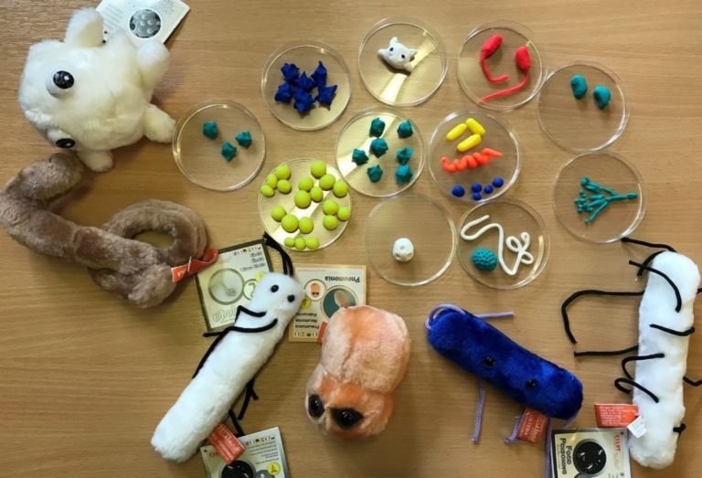 Examples of what the modelling clay microbes could look like