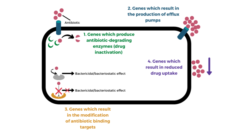 The four main categories of antimicrobial resistance in bacteria: the production of antibiotic-degrading enzymes, production of efflux pumps, modification of antibiotic binding targets and the reduction of drug uptake