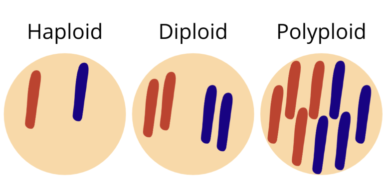 Cartoon image depicting the differences between haploid, diploid, and polyploid. Haploid cells are shown as a circle containing one red and one blue line. Diploid cells are shown as a circle containing two red and two blue lines. Polyploid cells are shown as a circle containing four red and four blue lines.