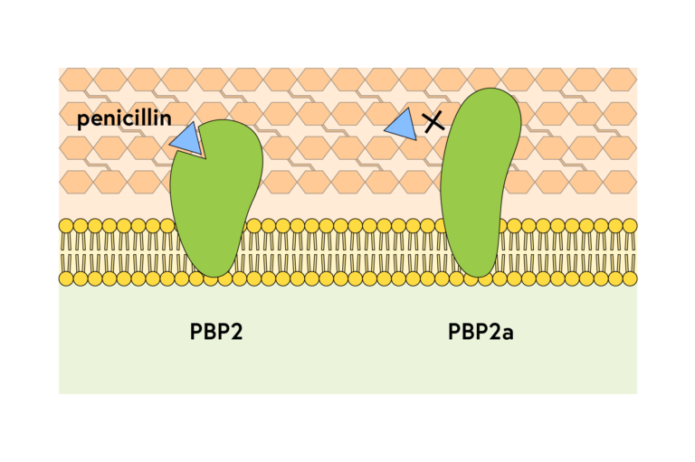 Penicillin Binding Protein