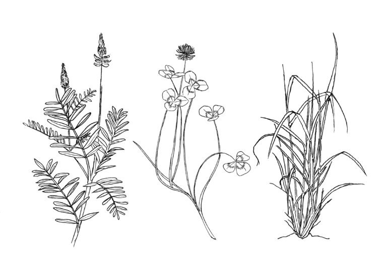 Line drawings of sainfoin, clover and ryegrass