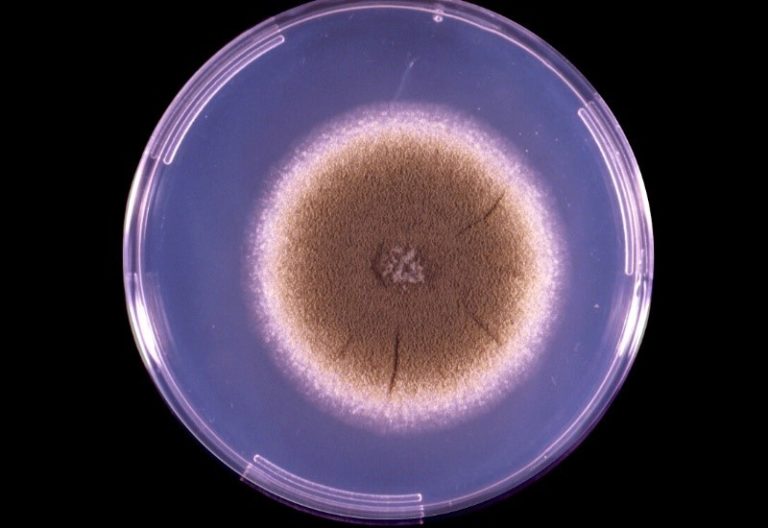 Aspergillus flavus growing on an agar plate