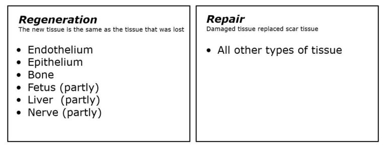 The regeneration and repair of wounds.