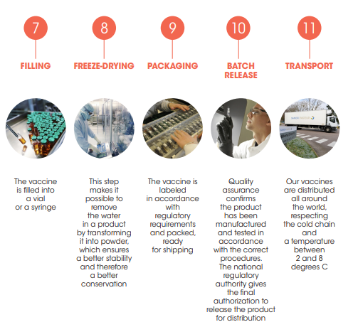 Continued timeline showing the last steps in vaccine manufacturing