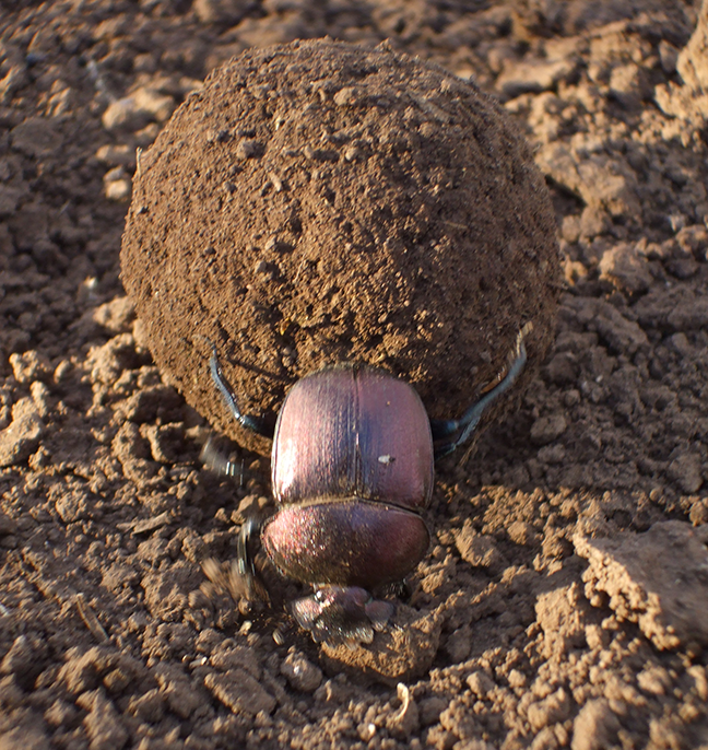 Dung beetle