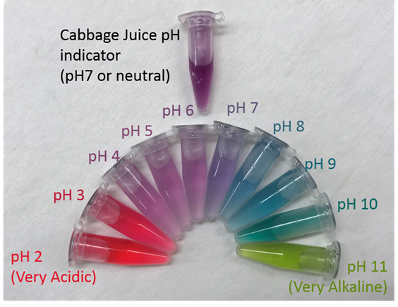 Colour scale for Cabbage juice
