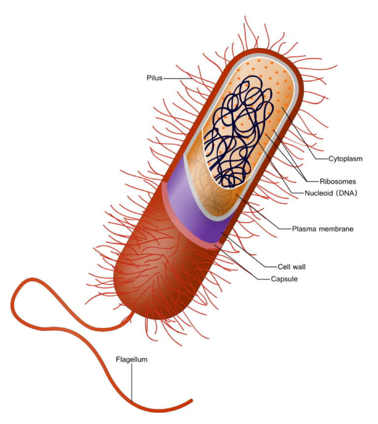 Bacterial cell image