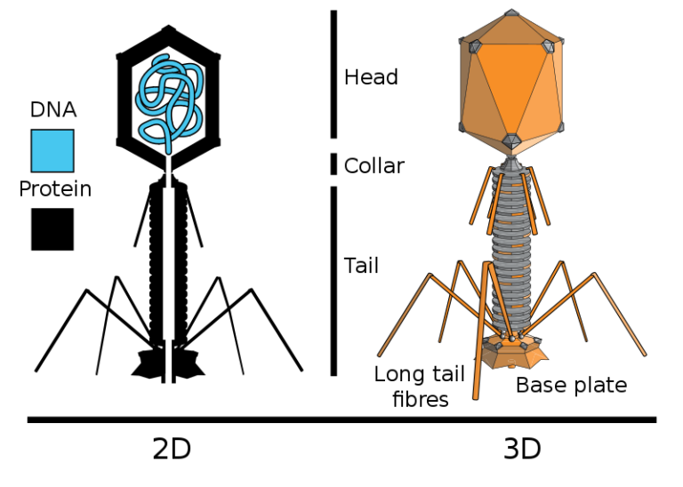 2D: DNA, Protein. 3D: Head, Collar, Tail, Long tail fibres, Base plate 