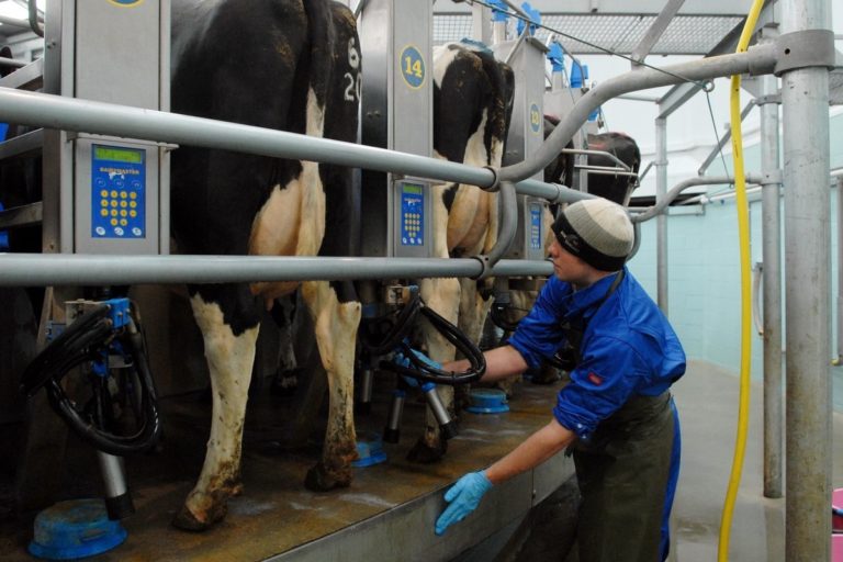 Milking machines attached to cows in individual compartments
