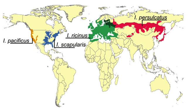 Figure 3: This image shows the geographical distribution of the four main species of Ixodes ticks which are the vectors of Lyme Borreliosis in humans. I. pacificus is distributed along the West coast of North America. I. scapularis is broadly distributed along the East of North America. I. ricinus has a wide distribution ranging from the United Kingdom, across Europe, the Middle East and even parts of Northern Africa. I. persulcatus is seen across the South of Russia, parts of Mongolia, Korea and Japan and in Kyrgyzstan and Tajikistan.