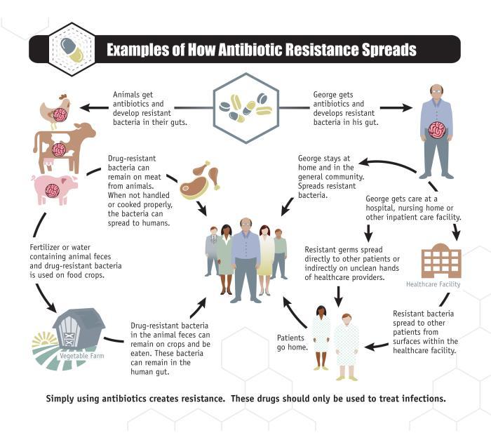 Animals get antibiotics and develop resistant bacteria in their guts. This is linked to the following cycle: Drug resistant bacteria can remain on meat from animals. When not handled or cooked properly, the bacteria can spread to humans. (Arrow to meat and then group of humans). Fertiliser or water containing animal faeces and drug-resistant bacteria is used on food crops. Arrow to vegetable farm. Drug-resistant bacteria in the animal faeces can remain on crops and be eaten. These bacteria remain in the human gut. Arrow to group of humans. George gets antibiotics and develops resistant bacteria in his gut. George stays at home and in the general community. Spreads resistant bacteria. Arrow to group of humans. George gets care at a hospital, nursing home or other inpatient care facility. (Arrow to healthcare facility) Resistant germs spread directly to other patients or indirectly on unclean hands of healthcare providers. Arrow to image of healthcare providers. Arrow to resistant bacteria spread to other patients from surfaces within the healthcare facility. Arrow to image of healthcare providers. Patents go home. Arrow to group of humans 