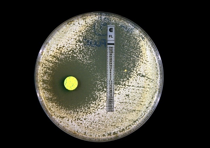 antifungal susceptibility testing of candida on an agar plate. Zones of inhibition seen around diffusion disc and MIC strip