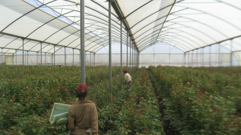 Roses being cut