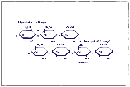 Glucose storage as glycogen diagram