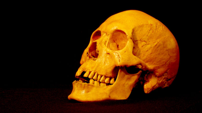 This is a replica of Mr. X’s skull. This skull is of Indo-European ancestry and has worn molars and missing incisors in a similar manner to Mr X