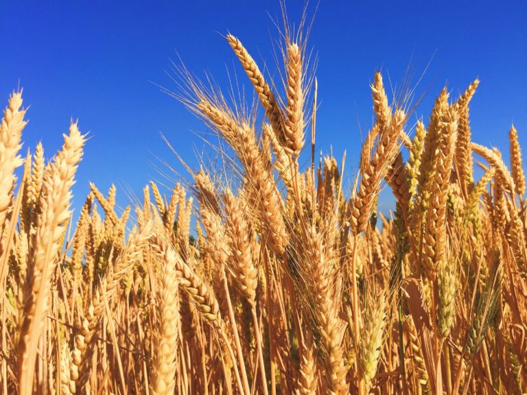 Ripe wheat head in a field