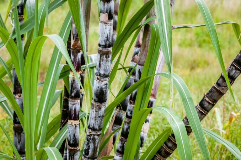 A close up photograph of bamboo stems