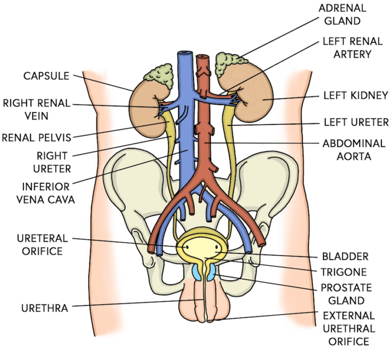Anatomy of lower urinary tract