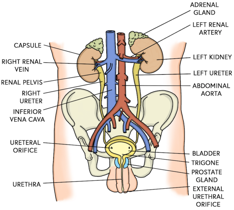 Male Urinary System Diagram 