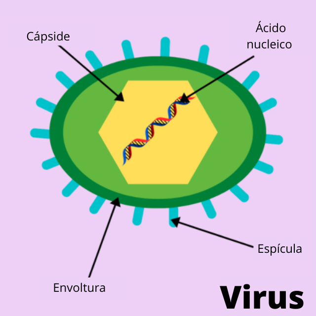 diagrama de la estructura del virus, con etiquetas que muestran las partes internas.
