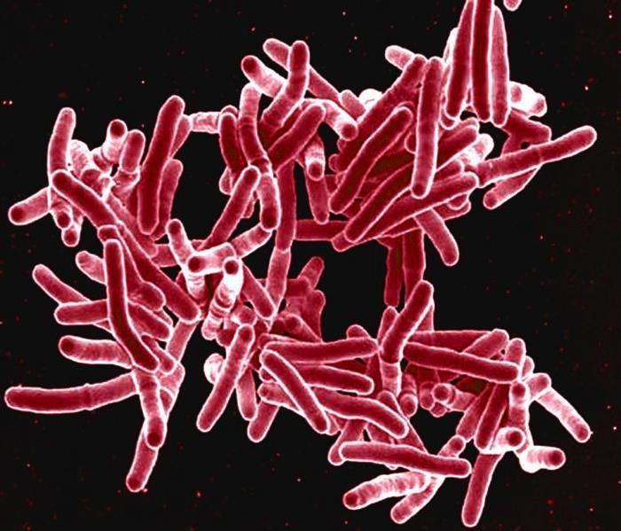 SEM image of rod shaped Mycobacterium tuberculosis bacterial cells, colourised pink