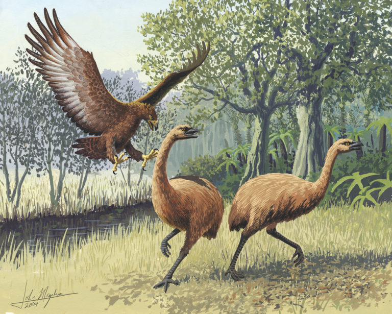 eagle moa