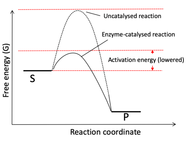 Free energy of catalysed reaction: This graph compares the free energy landscape of uncatalysed and catalysed reactions. The graph changes to show that under catalysis, energy requirement is reduced i.e. the activation energy os reduced. It also highlights that the peak of the graph to be the transition state and is reduced under catalysed conditions