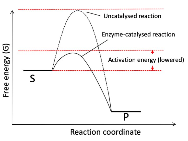 enzyme activation energy graph