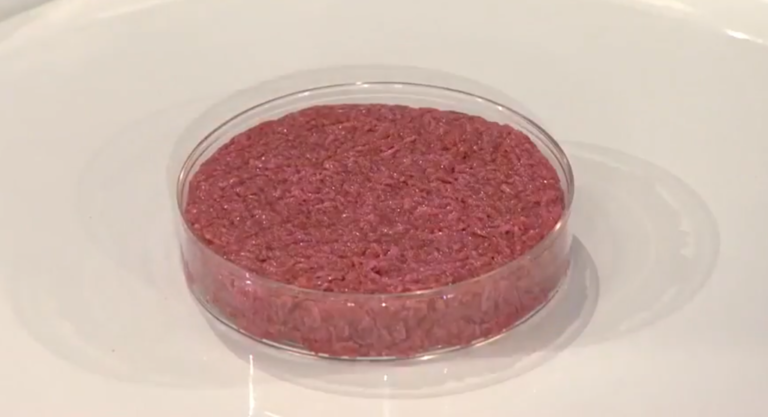 petri dish containing what looks like a normal burger, uncooked