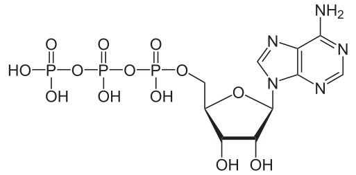 ATP