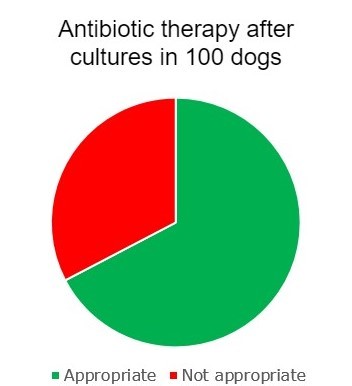 饼图显示在狗适当抗生素治疗的比例逐步降级。