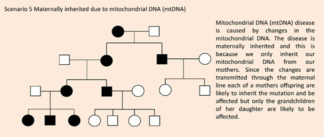 Scenario 5: Maternally inherited due to mitochondrial DNA (mtDNA)