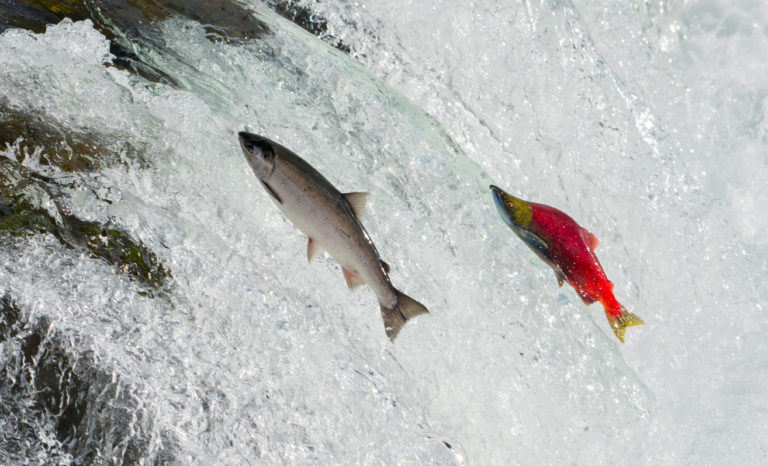 Two Salmon jumping upstream in a river rapid. The female is silver and the male is a striking red colour.