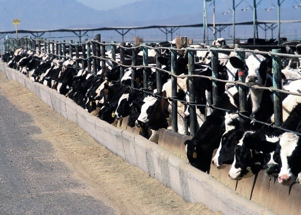 Cows feeding from a trough
